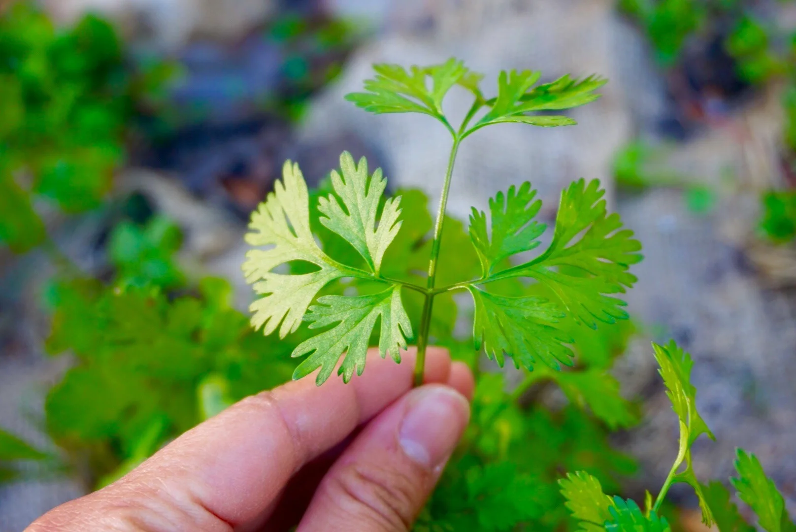 coriander.jpg
