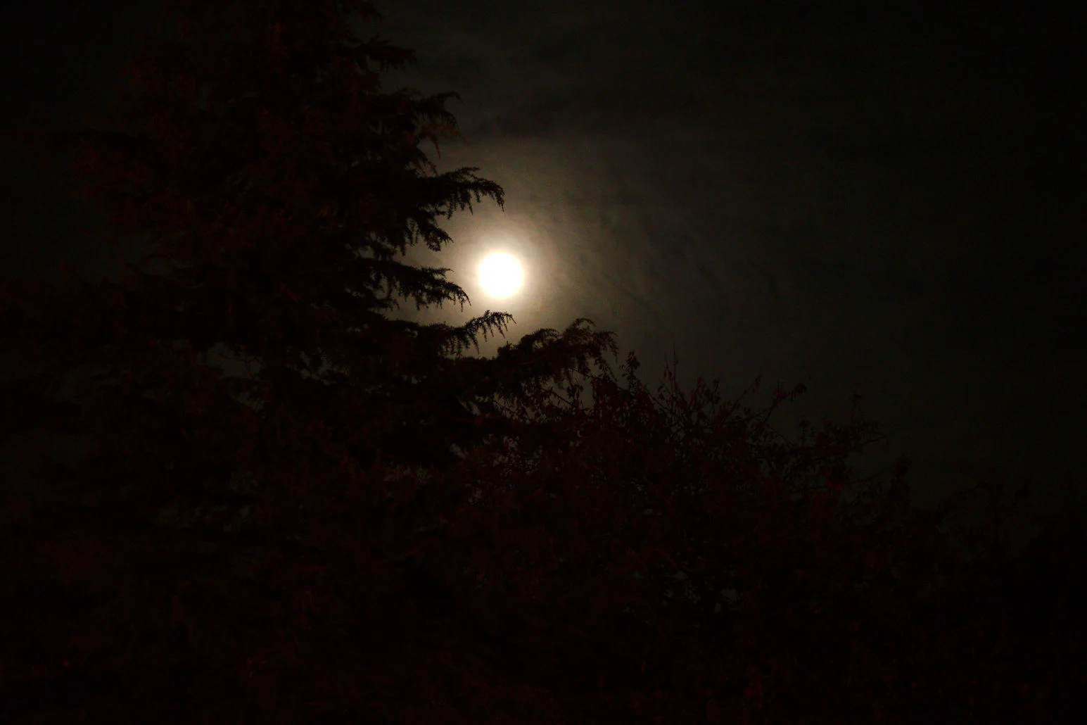 DSC_6867.jpg