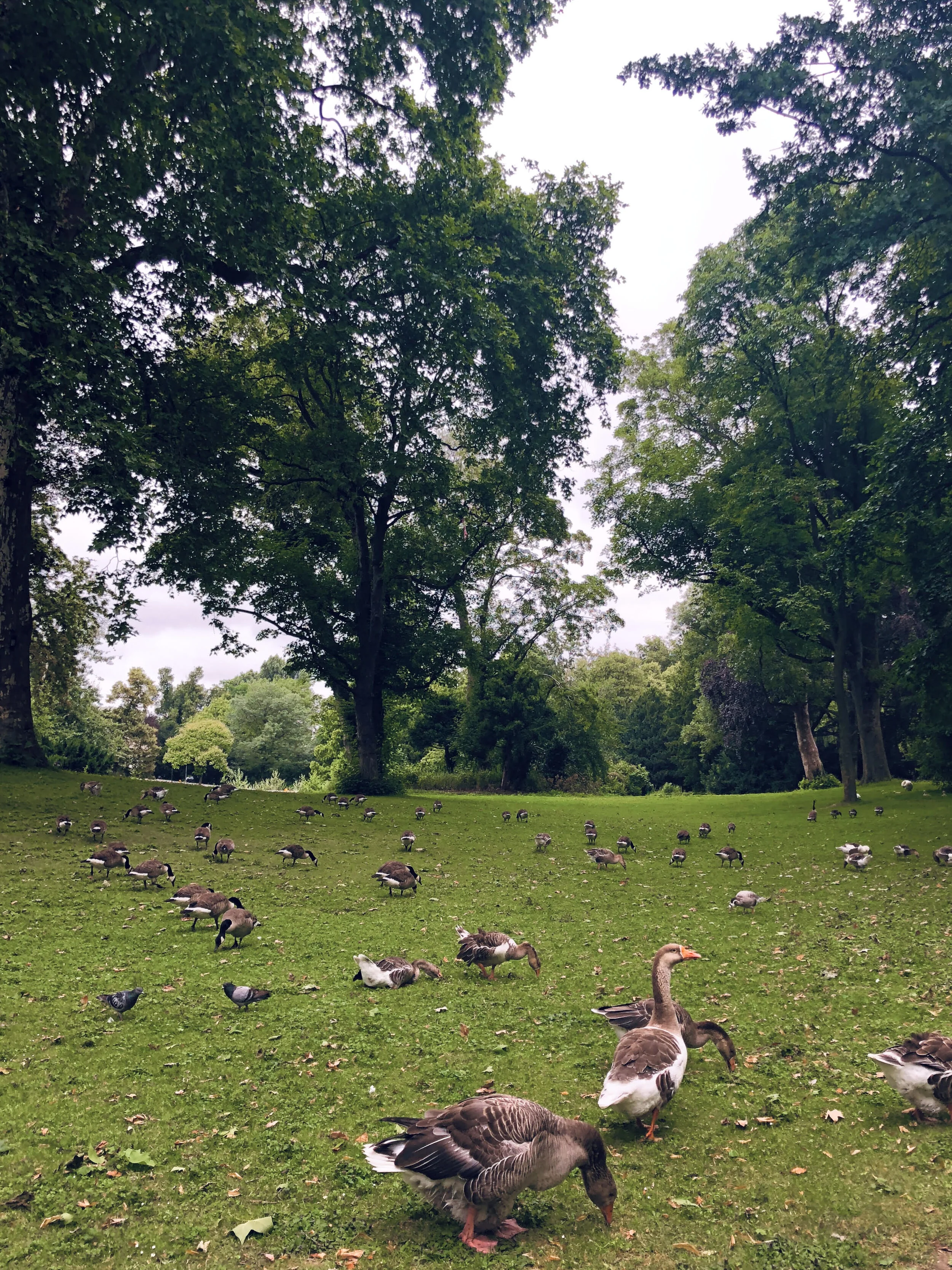 german ducks.jpeg
