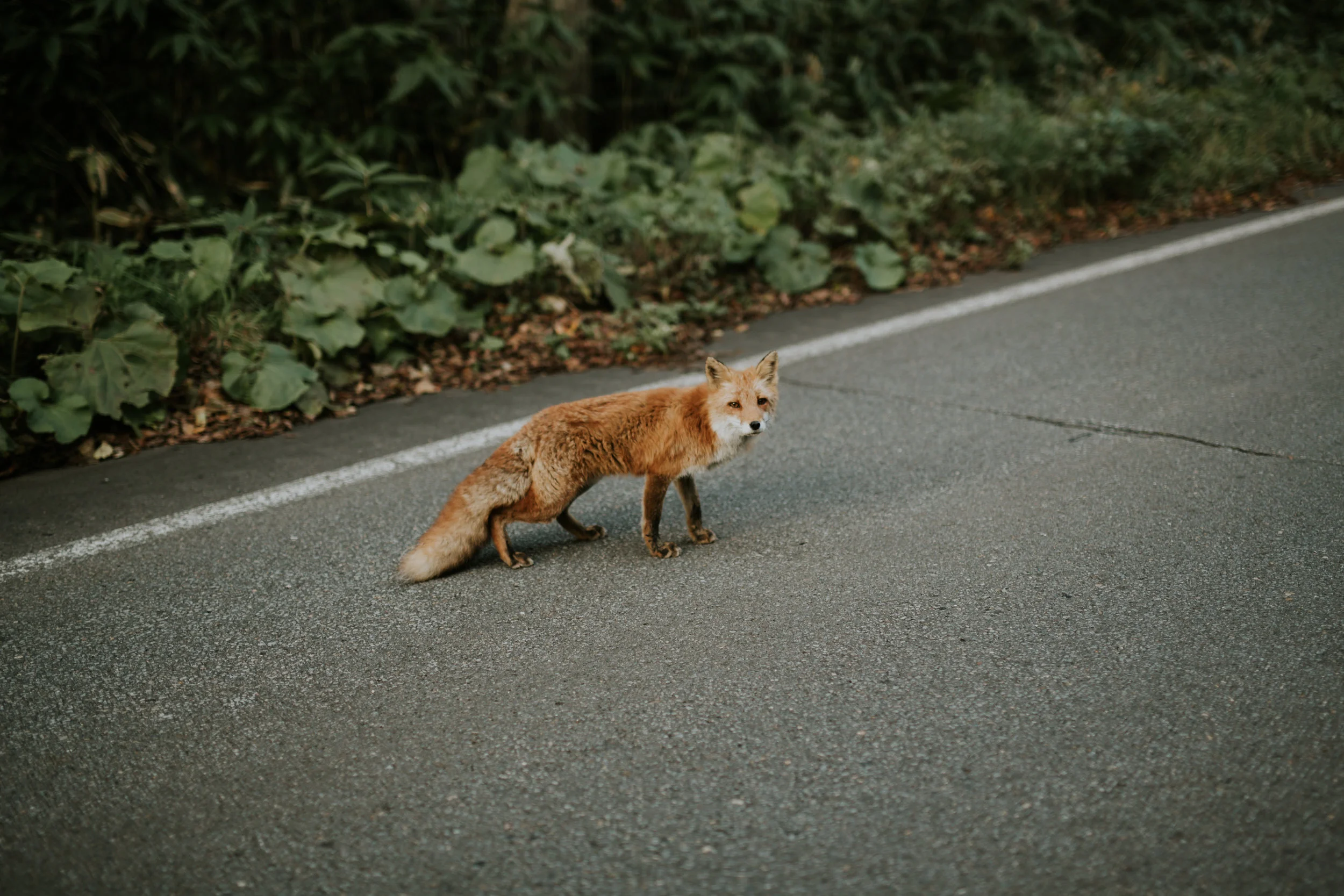 Tim + Clara (Hokkaido)-343.jpg