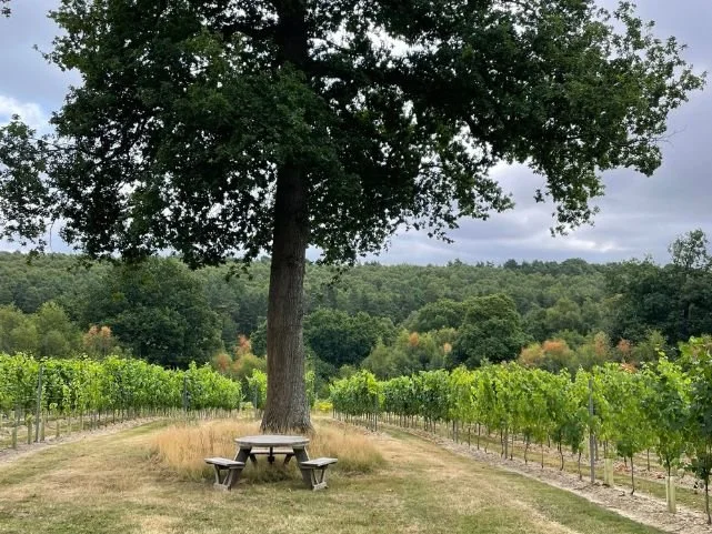 Grape Expectations August 2022 | Issue 17