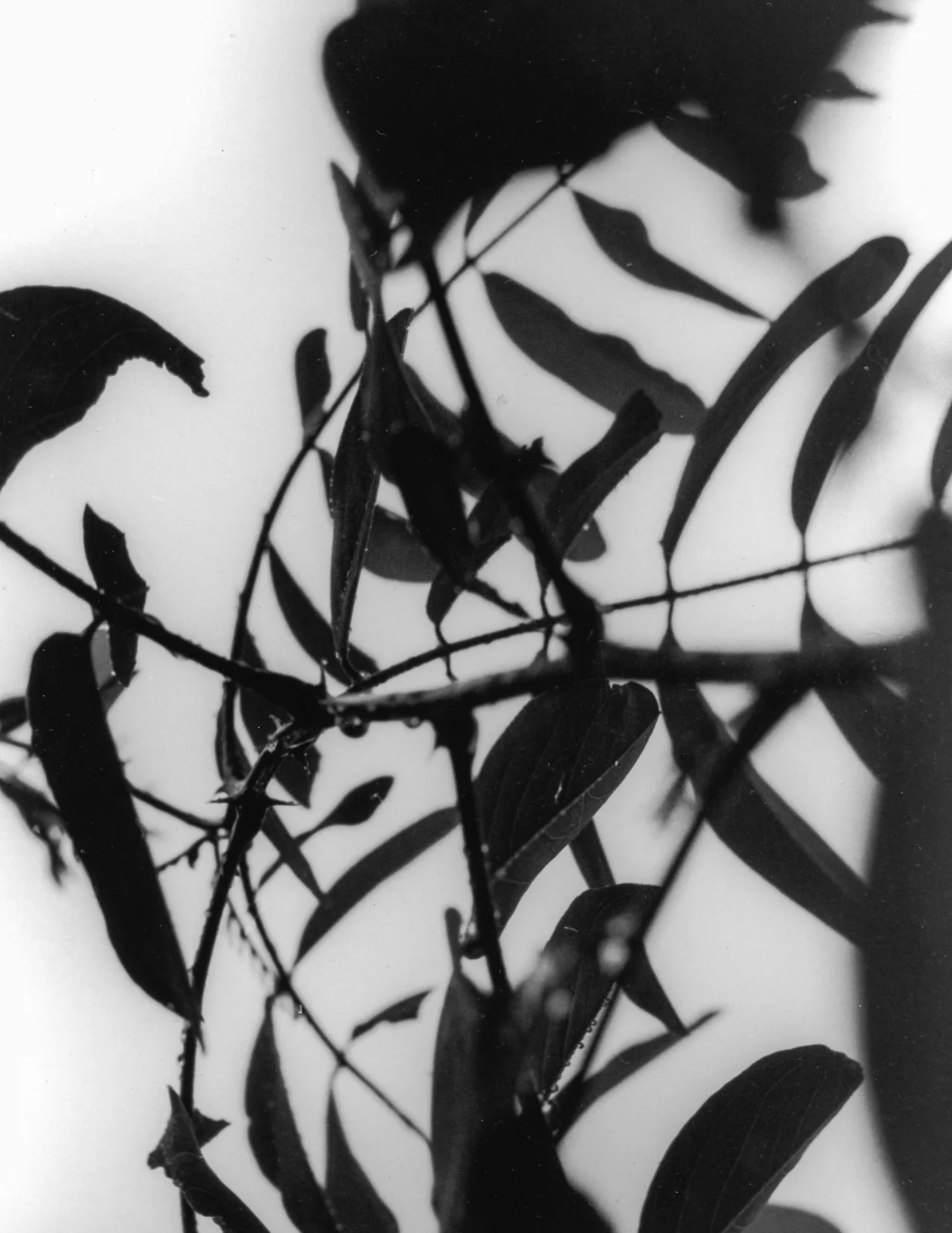 Assignment: Landscape Gelatin Silver Print Fall 2017