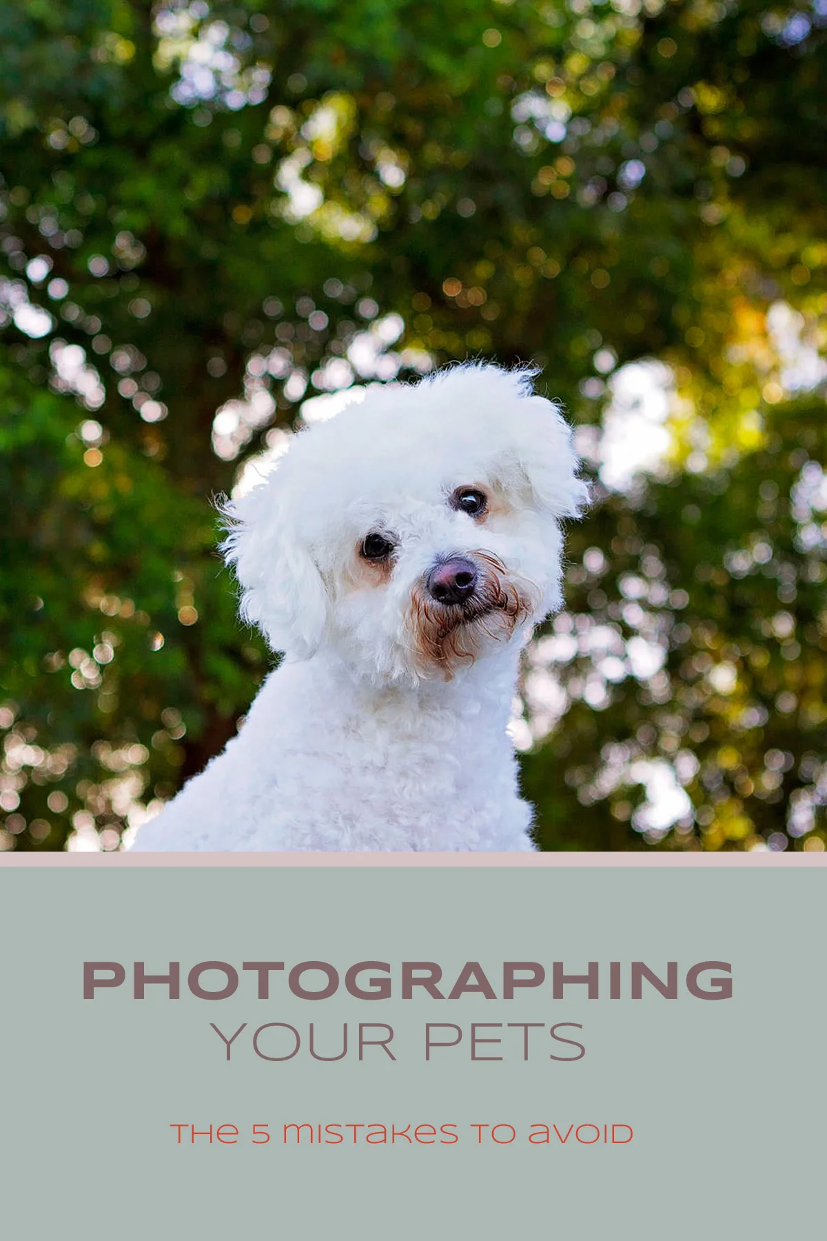 Photographing Your Pets - The five (5) most common mistakes to avoid | Sydney Pet Photographer
