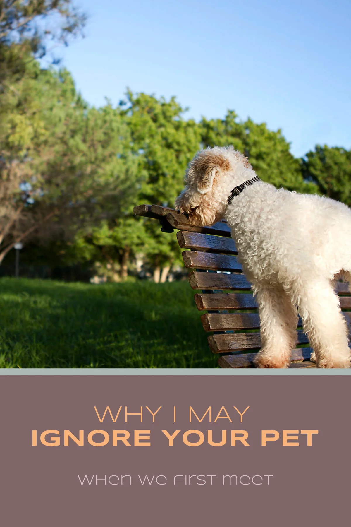 Why I May Ignore Your Pet When We First Meet | Sydney Pet Photographer