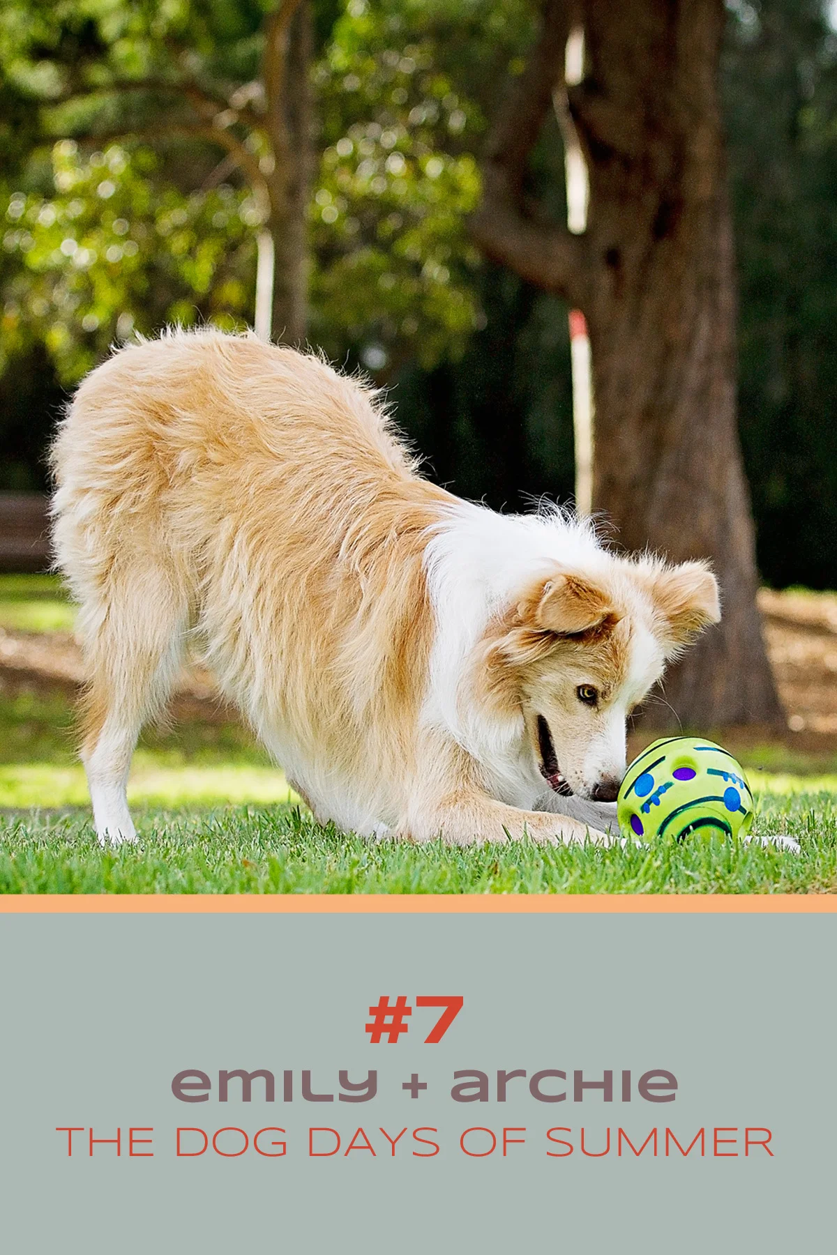 Archie, the Border Collie, rolls the ball to his owner during the Dog days of Summer photoshoot with Sydney pet photographer, Pawtastic Photography