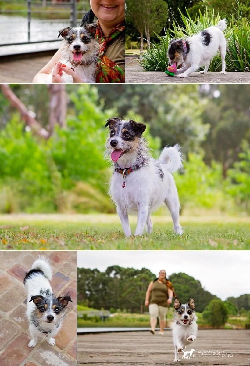 See cute cuddles and running leaps from this pint-sized dog, a chihuahua cross who was photographed by Pawtastic Photography, a Sydney based pet photographer.