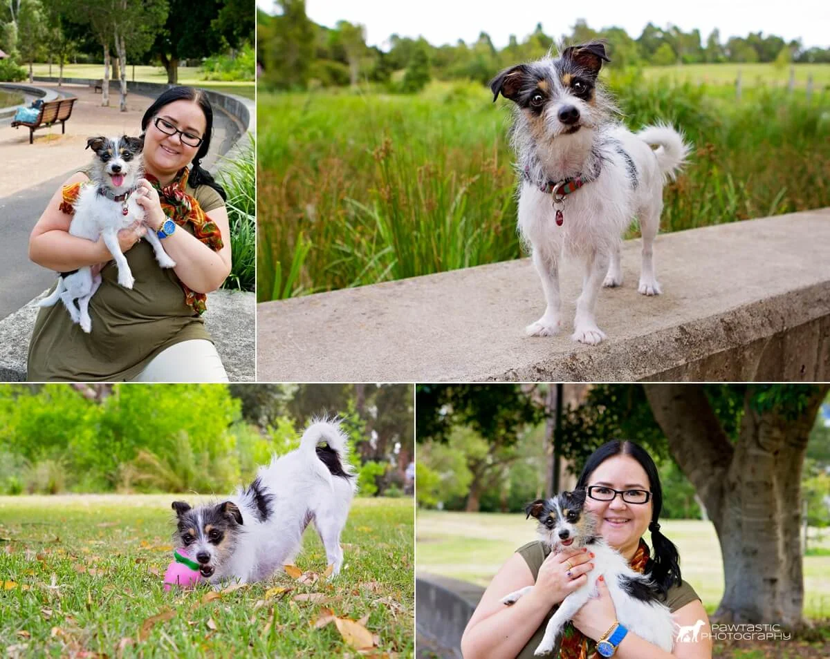Blossom, the small chihuahua cross dog plays with her toys and gets cuddles with her mum at Sydney Park during her photoshoot with professional pet photographer, Pawtastic Photography.