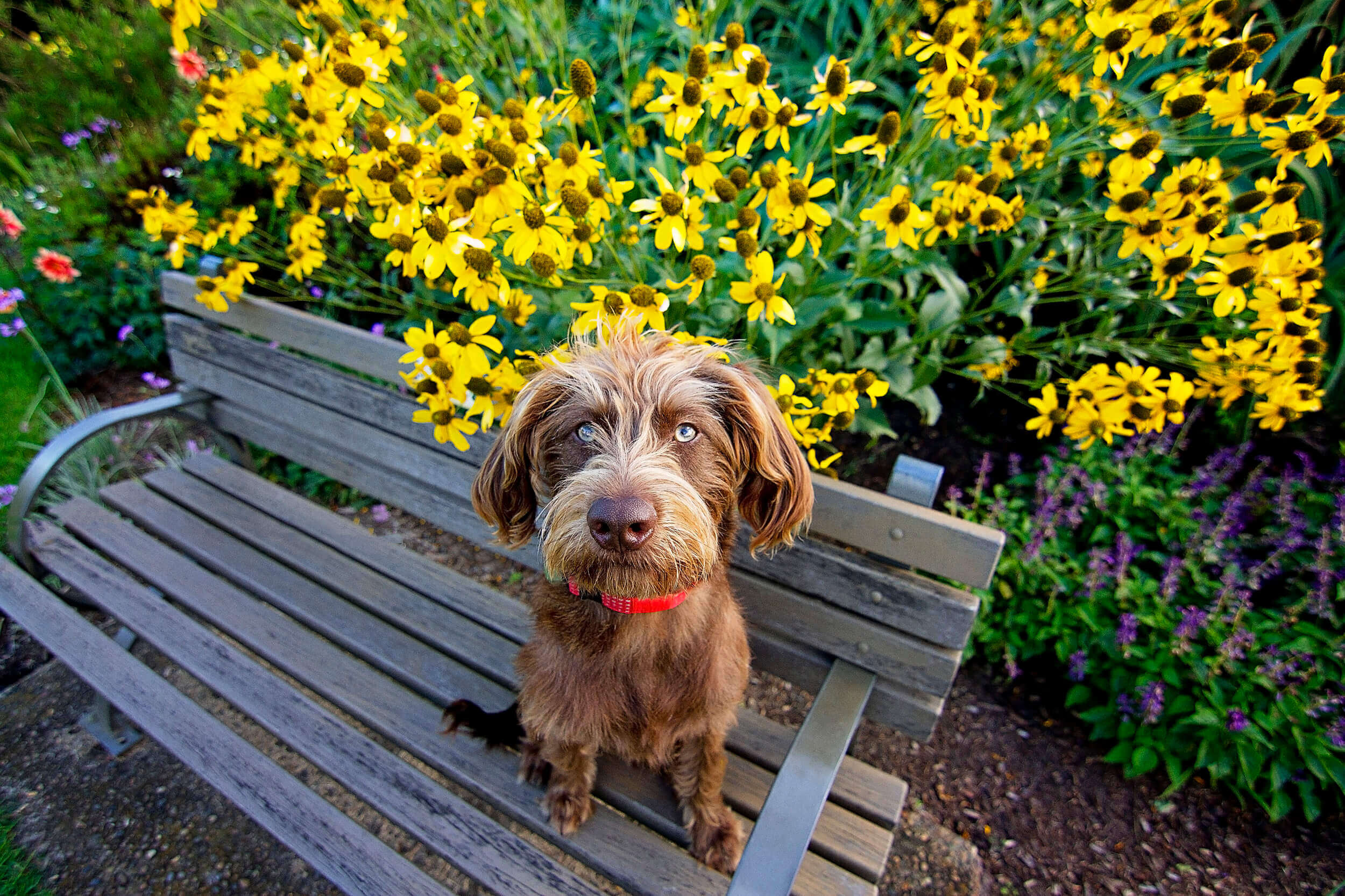 Pawtastic Photography