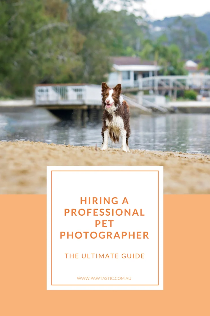 Whether you are actively looking for a professional pet photographer or just starting to think about hiring one, this resource is for you - The Ultimate Guide to Hiring A Professional Pet Photographer.