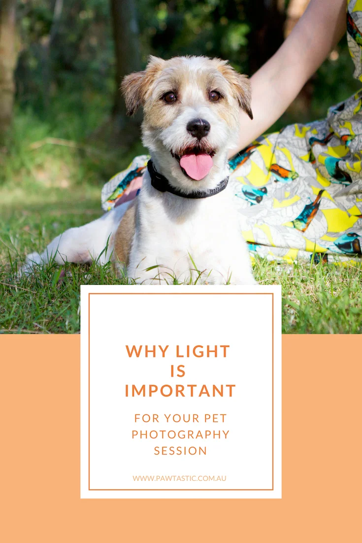 Have you ever wondered why your pet photography session was scheduled for a certain time during the day? This post explains why light is important to your pet photography session with Sydney based pet photographer, Pawtastic Photography.