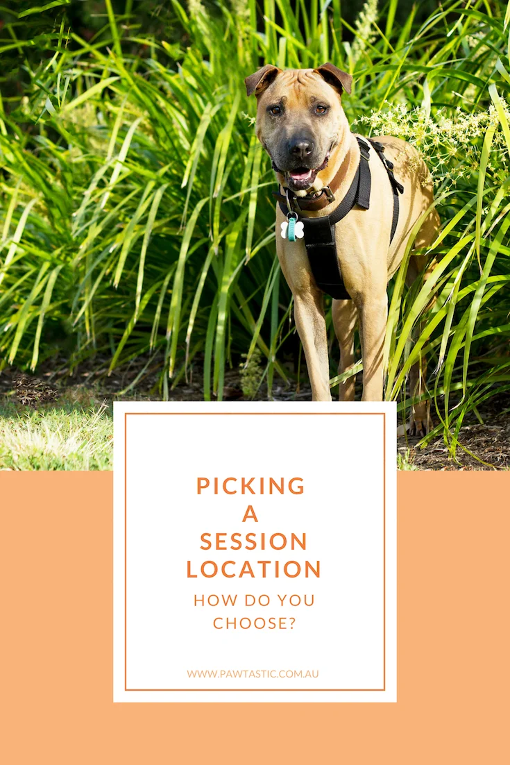 Do you wonder how it is that you choose the location for your pet photography session? What should you look for? Where should you be looking? This post covers the 4 main points you should consider when picking your session location with Sydney based photographer - Pawtastic Photography.