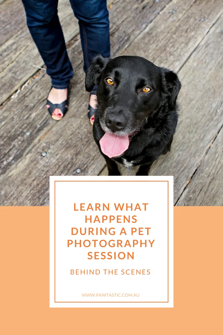 Ever wanted to know what happens at a pet photography session? Go behind the scenes with the latest post and find out what happens during a pet photography session with Pawtastic Photography, a Sydney based pet photographer.