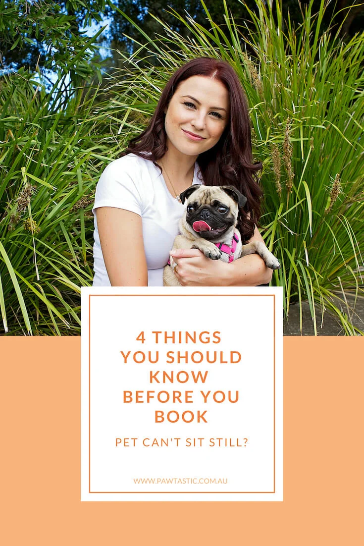 Are you worried about your dog sitting still and being able to behave during a professional pet photography session? If that's the case, here are 4 things you need to know before you book with Pawtastic Photography | Sydney Pet Photographer