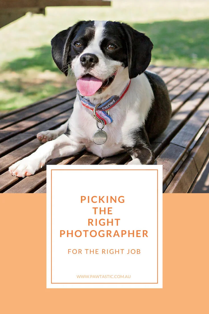 Sydney pet photographer, Pawtastic Photography, talks about picking the right photographer for the right job. If you've ever questioned what you should be looking for in a photographer - this is the blog post for you.