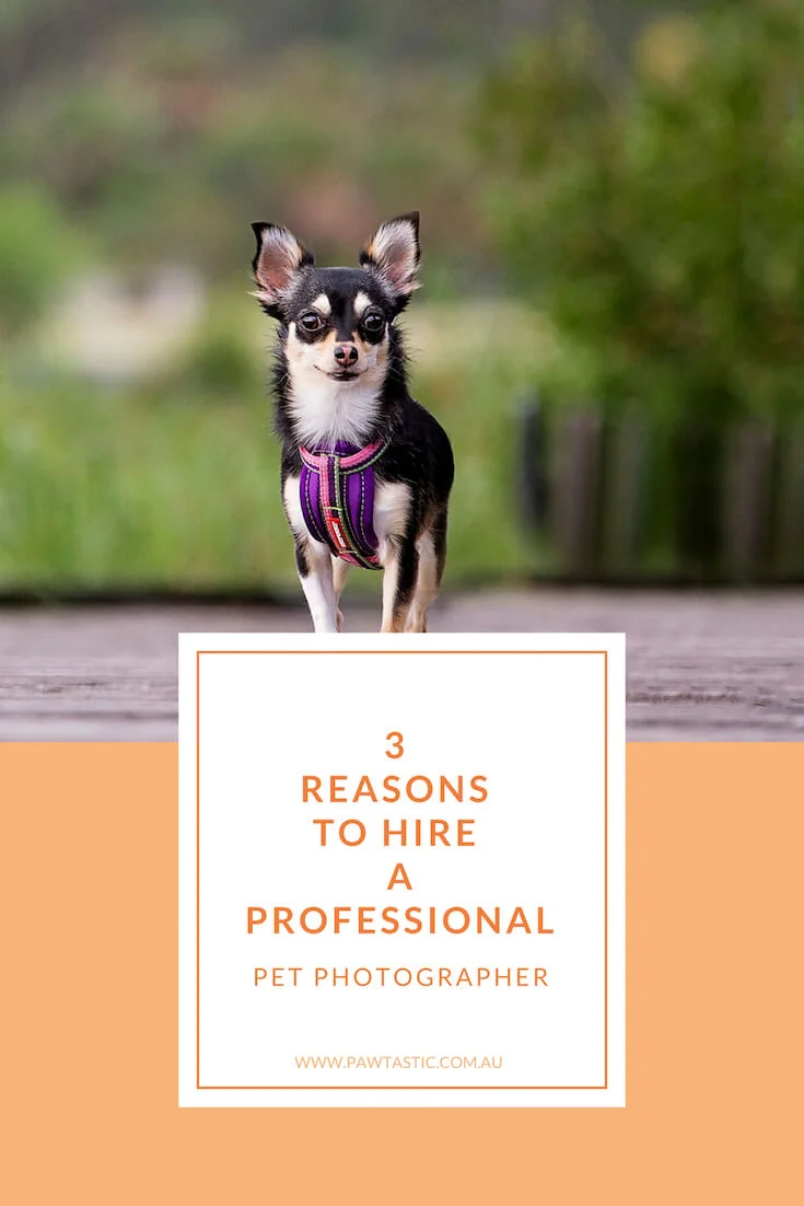 Many people don't know that there is such a thing as professional pet photographers. In this blog post I explain 3 reasons why you should hire a professional pet photographer to capture gorgeous imagery of your pet.