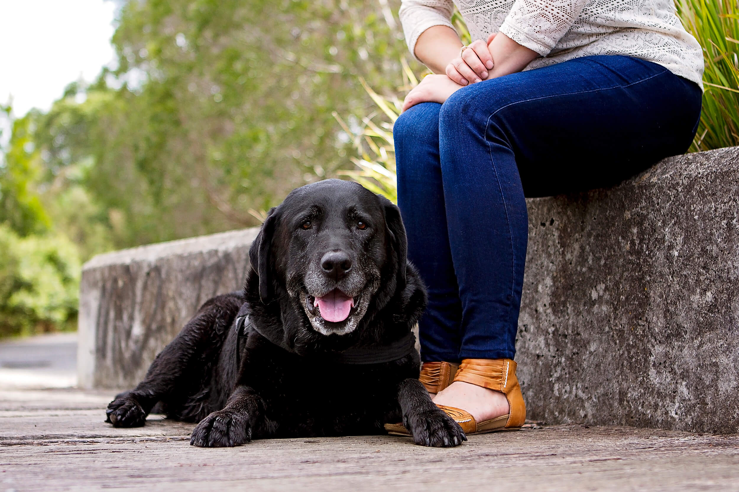Labrador-dog-pet-photography-session.jpg
