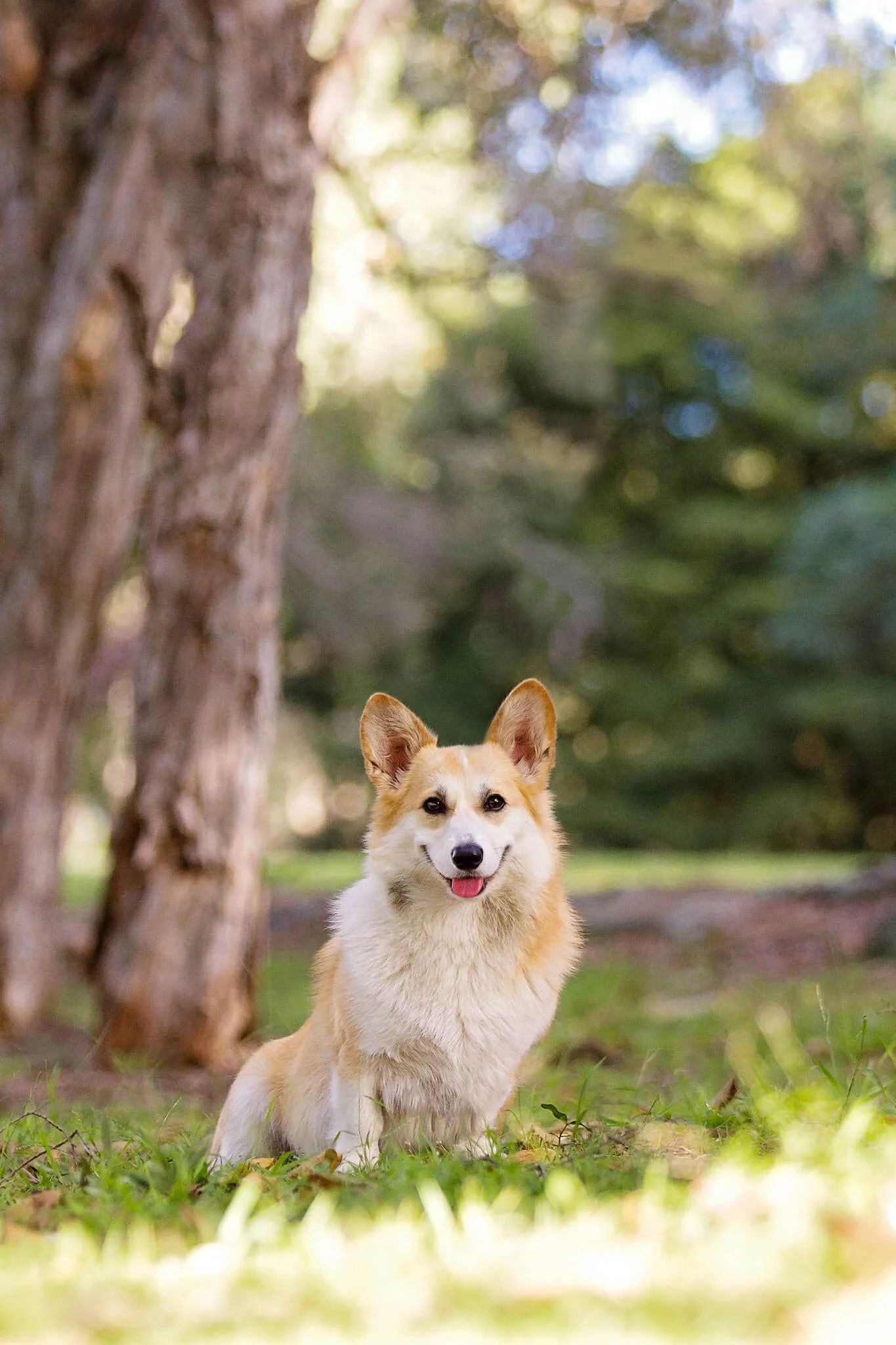 Pawtrait-guide-session-pricing.jpg