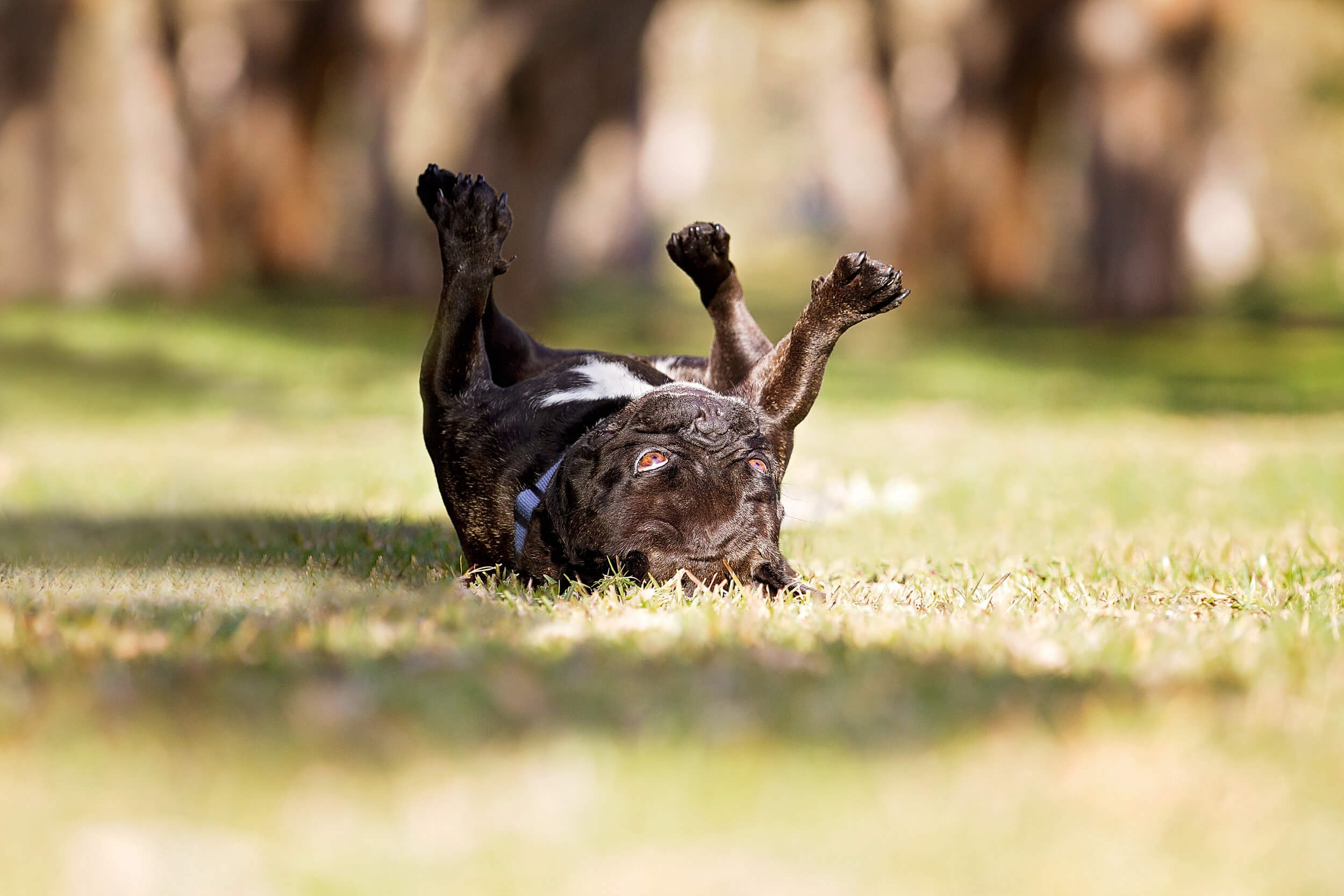 Jett-playing-in-the-grass.jpg