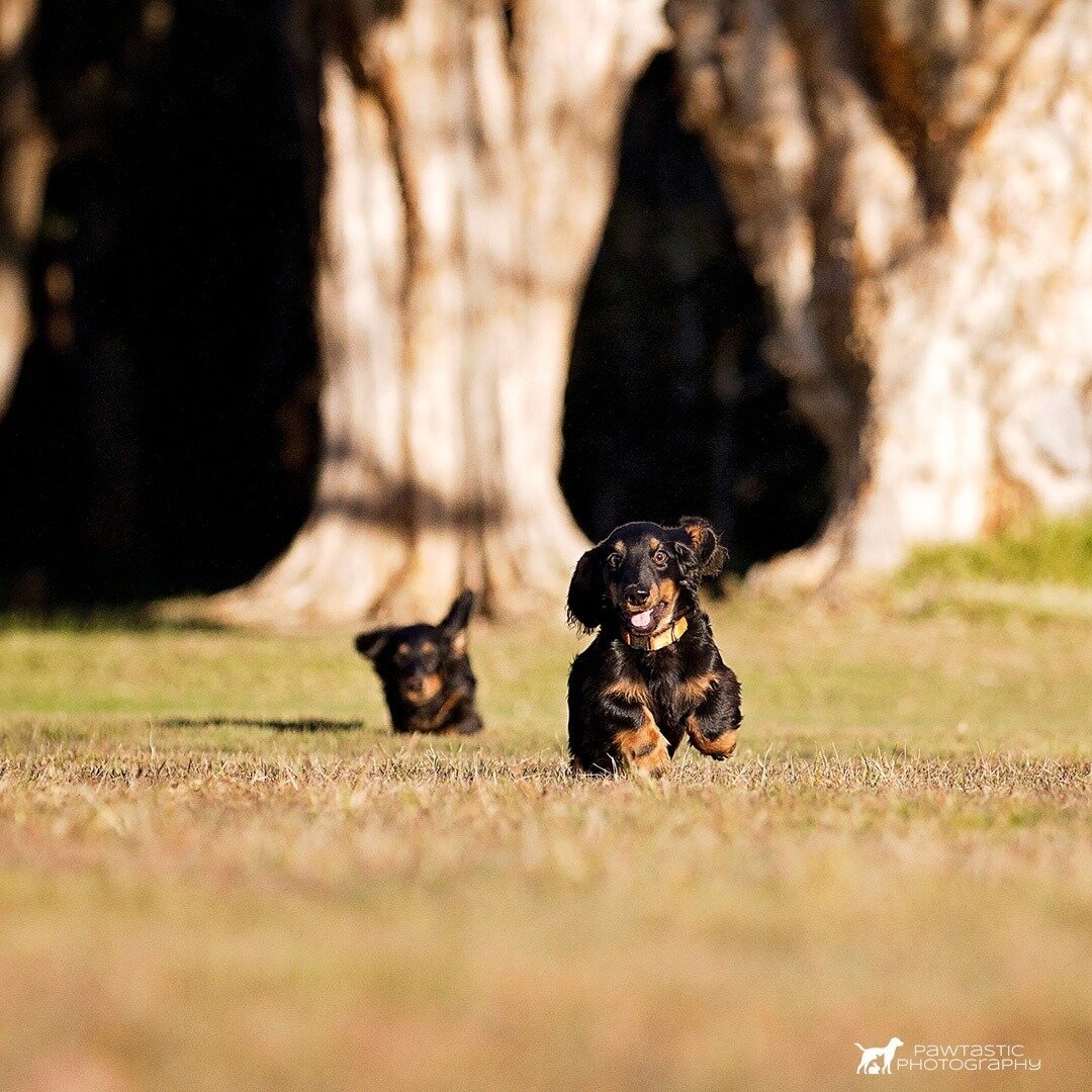 Can anything make you happier than seeing two dachshund running? Look at those ears fly 😍⁠
⁠