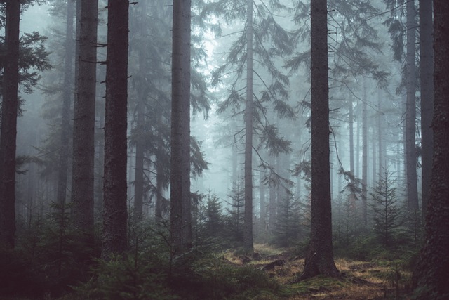 Pathway to Bliss