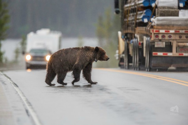 Photo 01: Growing human populations have long been entering animal habitats (here in Canada). Source .