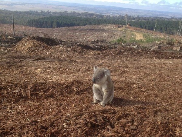 Photo 02: A koala in its deforested former habitat. Source .