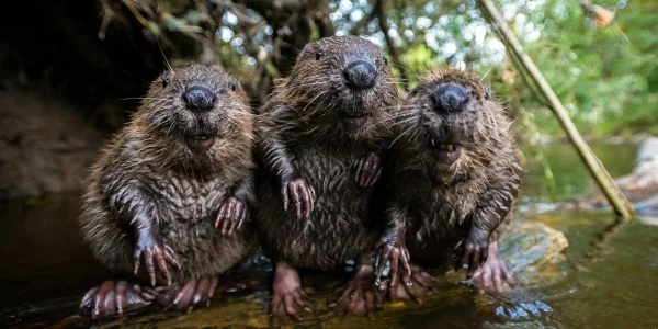 Photo 05: These beavers, luckier than culled badgers in the same country, are experimentally re-introduced to the British countryside. Source .