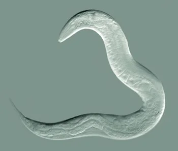 Caenorhabditis elegans , adult hermaphrodite Bob Goldstein, UNC Chapel Hill http://bio.unc.edu/people/faculty/goldstein/ - Own work