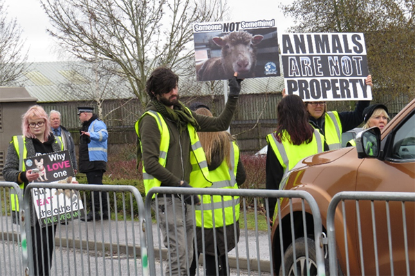Animal rights activists protesting in front of lorries carrying animals for sale at Norwich Livestock Market Animal Save Vigil, March 2018. (Photographed by Marcin Smietana)