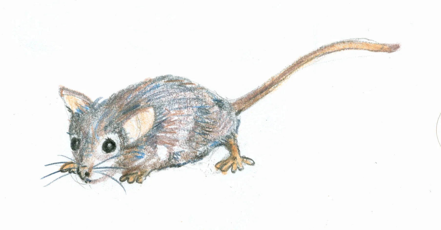 moug = mouse