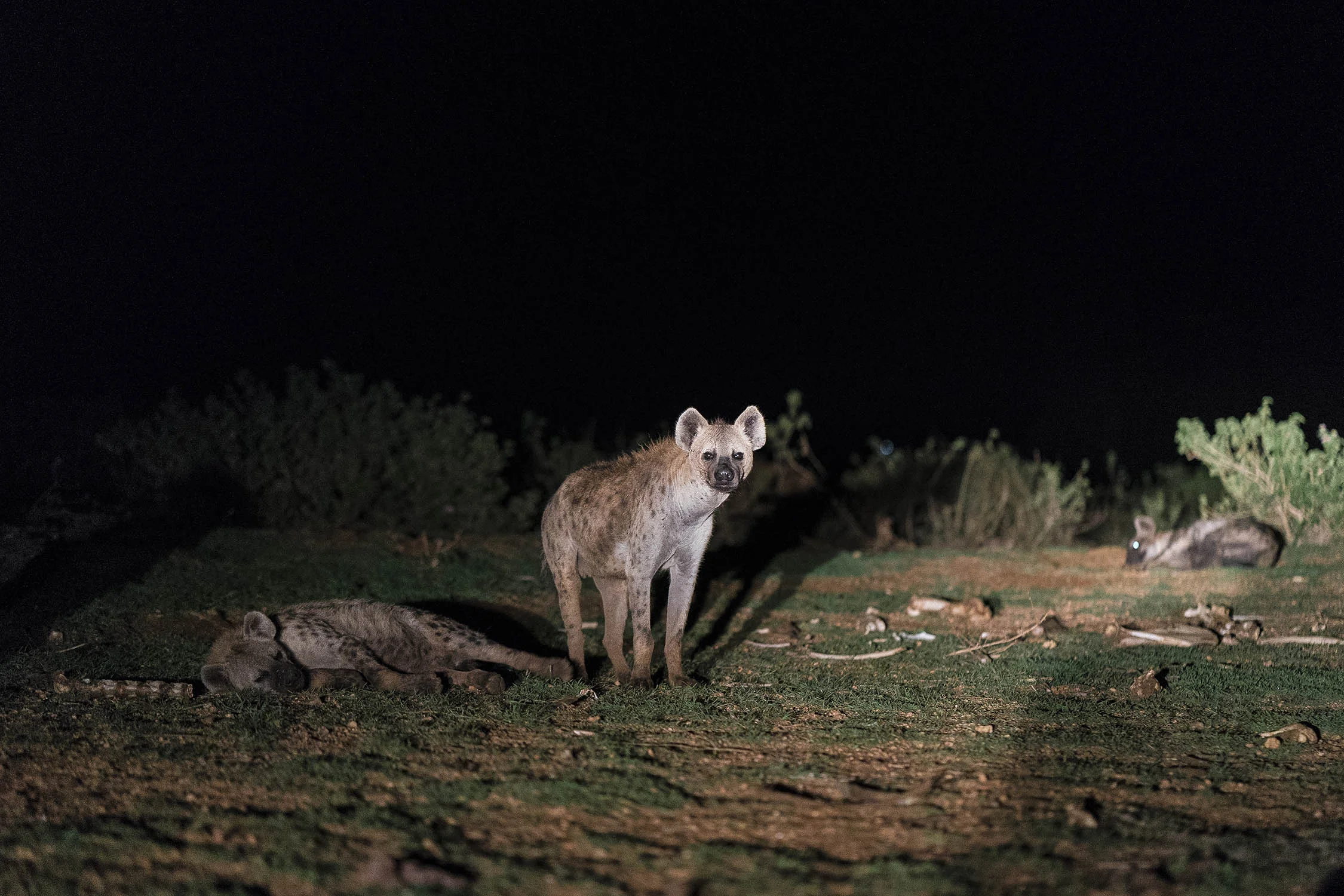 Hyena_04615.jpg