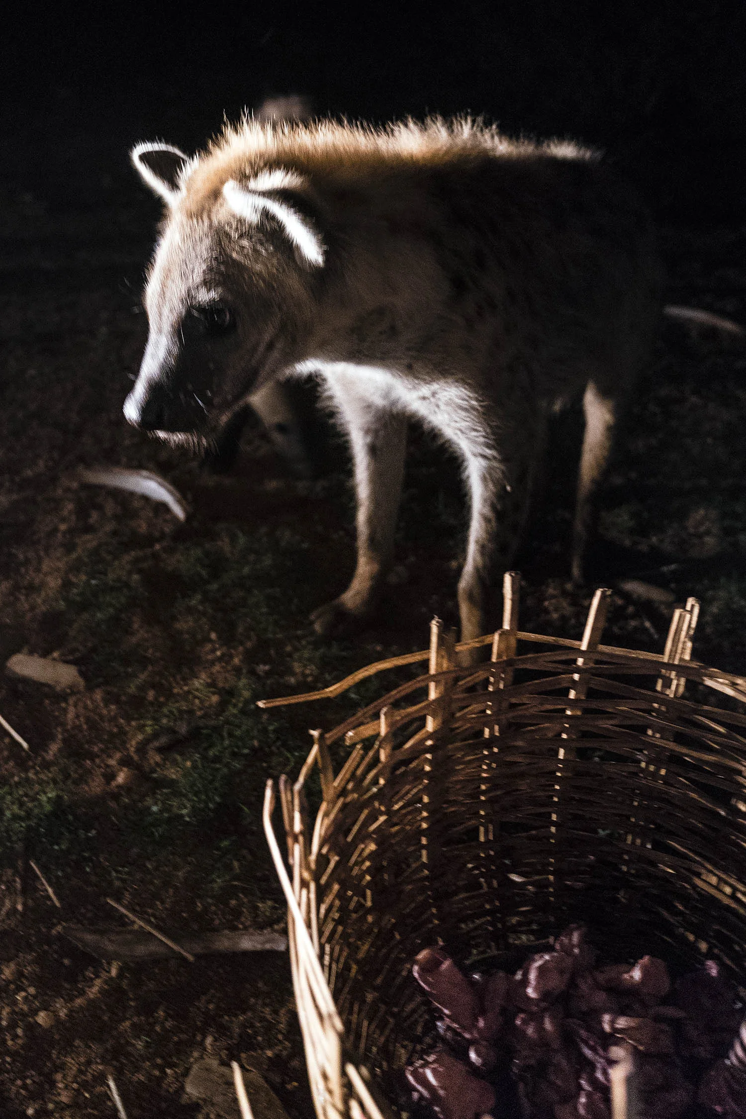 Hyena_04456.jpg
