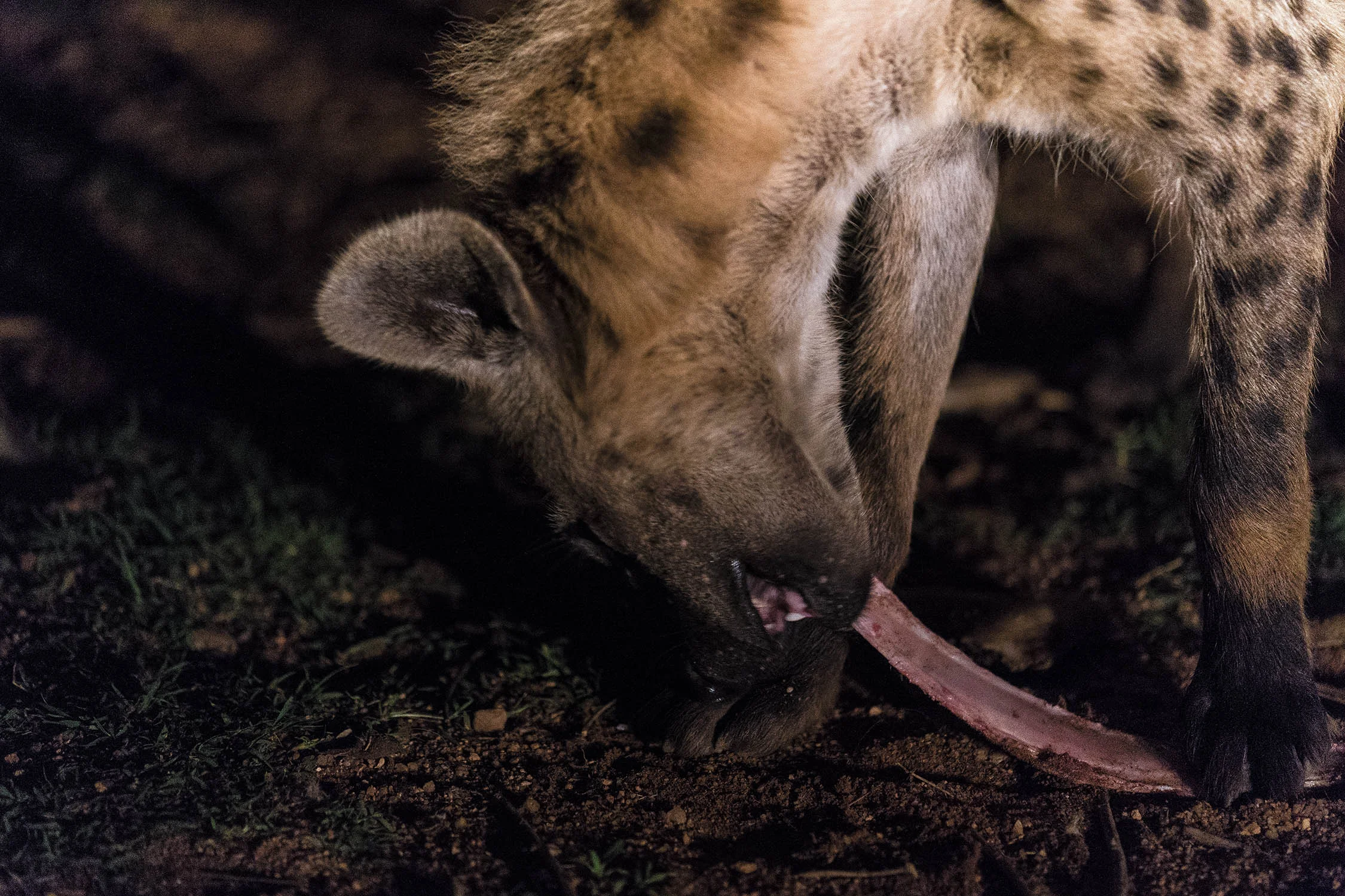Hyena_04572.jpg