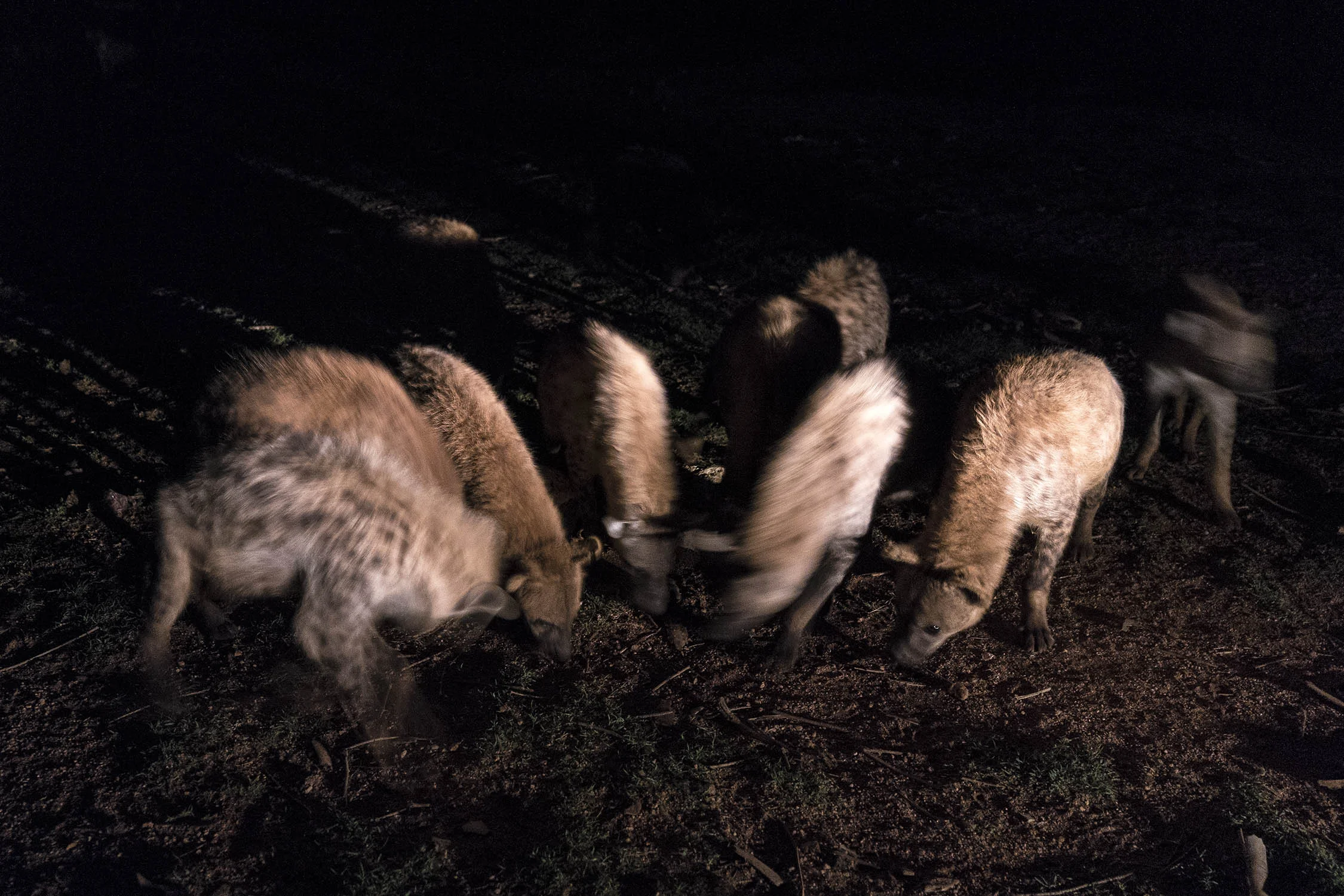 Hyena_04530.jpg
