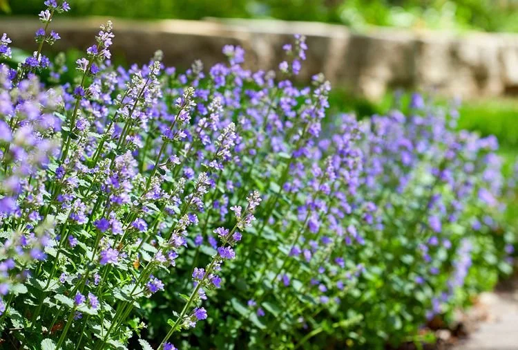 BHG-Catmint-Nepeta-8ToNu0JUKW0AxZCtOaTs07-22ca1a4bca04484f9a0091708fbd47af.jpg