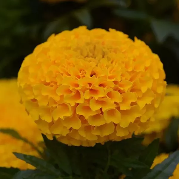 Marigold, African Gold - NEW