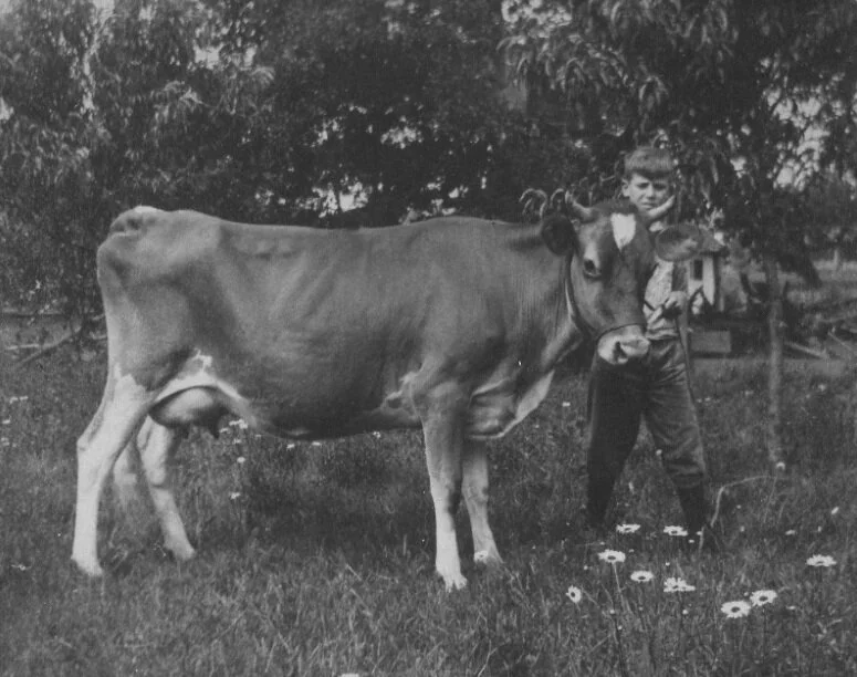 Young Maurice Hamilton pictured circa 1910 with a cow at Hillside Dairy on Alexander Avenue.
