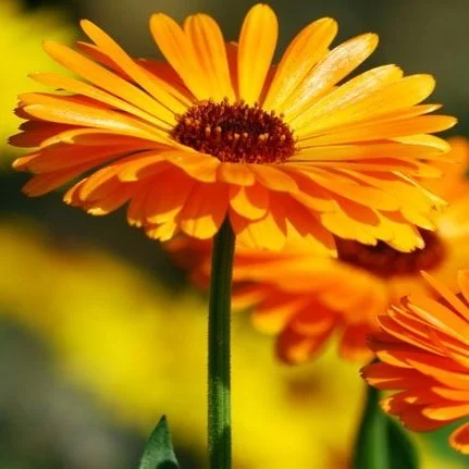 calendula.jpg