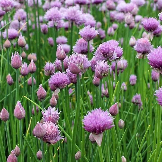 The-Best-Tips-for-Growing-Chives-in-the-Herb-Garden.jpg