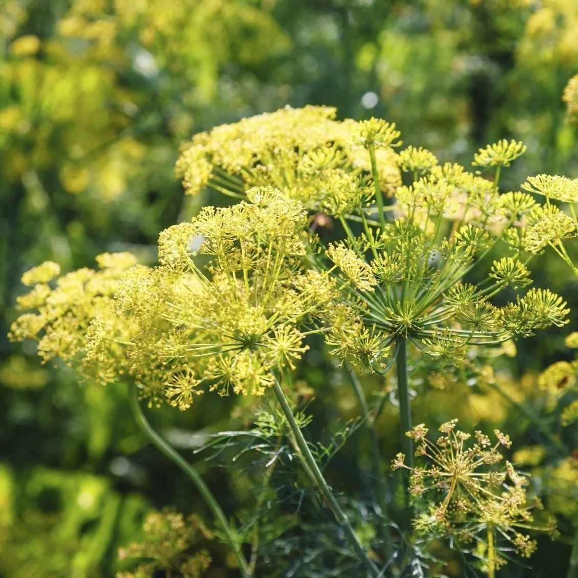 dill-flower.jpg