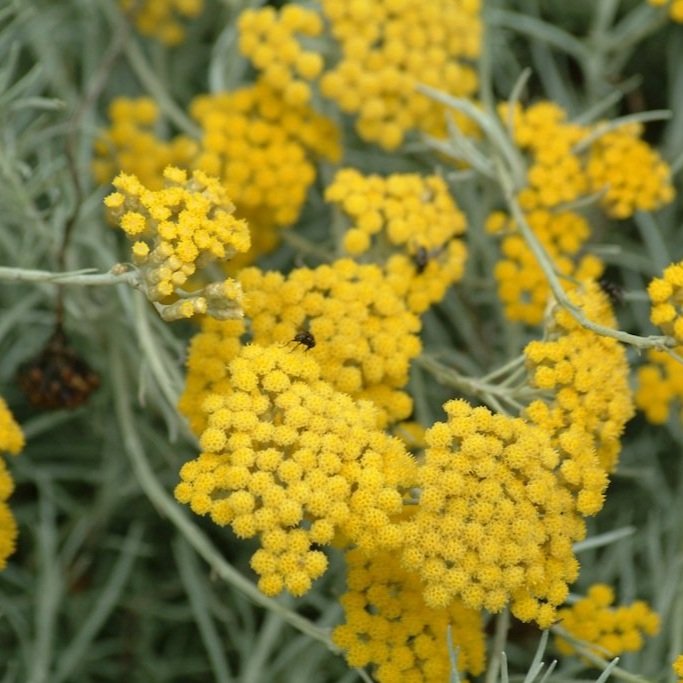 Helichrysum-Italicum-Curry-Plant.jpg