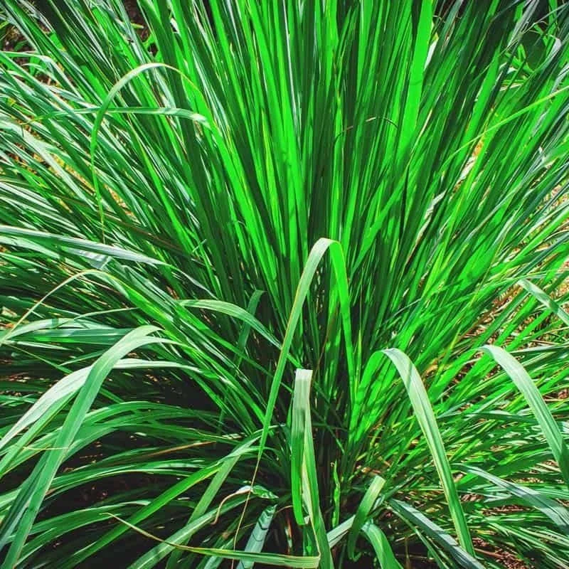 Growing-Lemongrass-Best-Varieties-Planting-Guide-Care-Problems-and-Harvest-FI.jpg