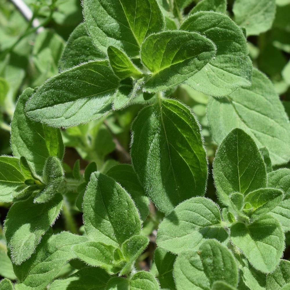 oregano-greek.jpg