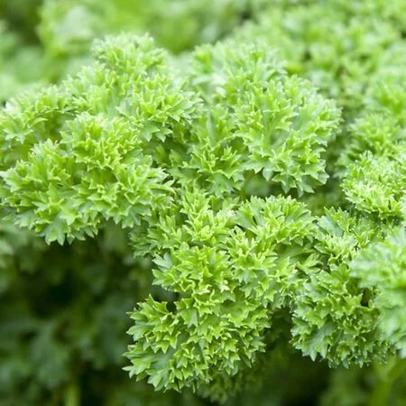 Triple_Curled_Parsley_Seeds.jpg