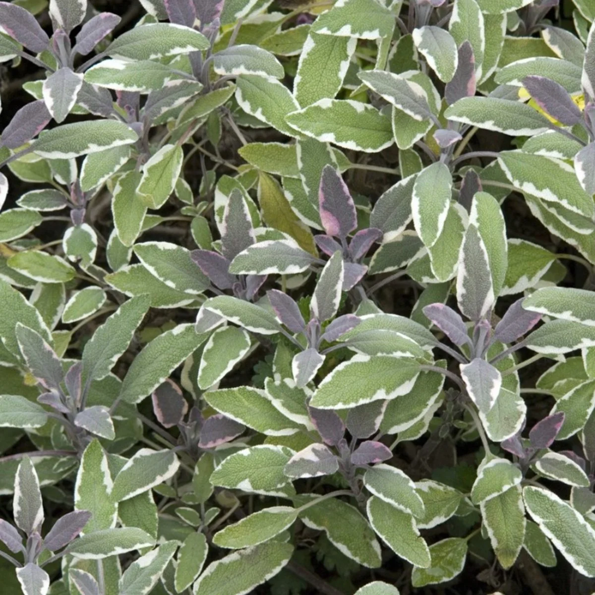 tricolor-sage-salvia.jpg