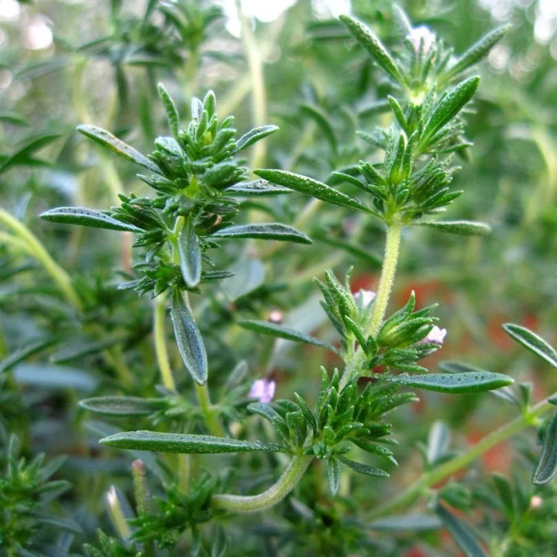 Summer-savory-leaves.jpg