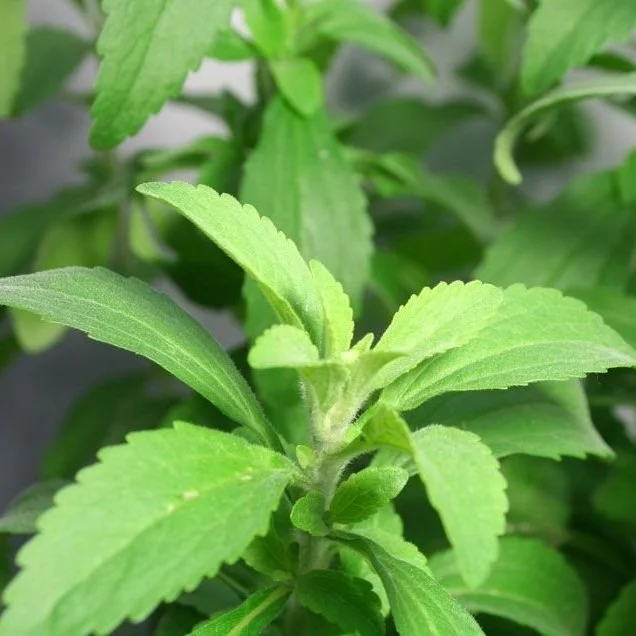 stevia-main-1512497521.jpg