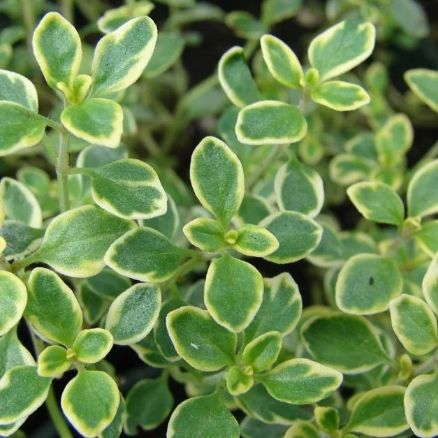 Thymus_citriodorus_Golden_Lemon_Thyme.jpg