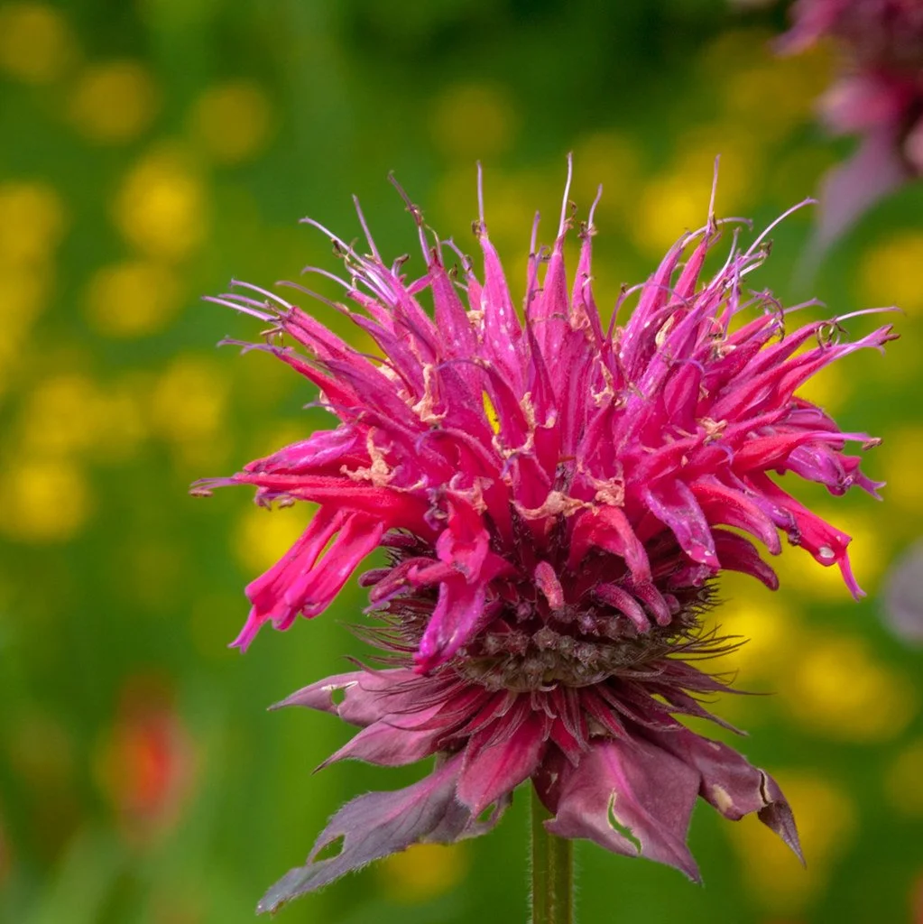 Bee Balm.jpg