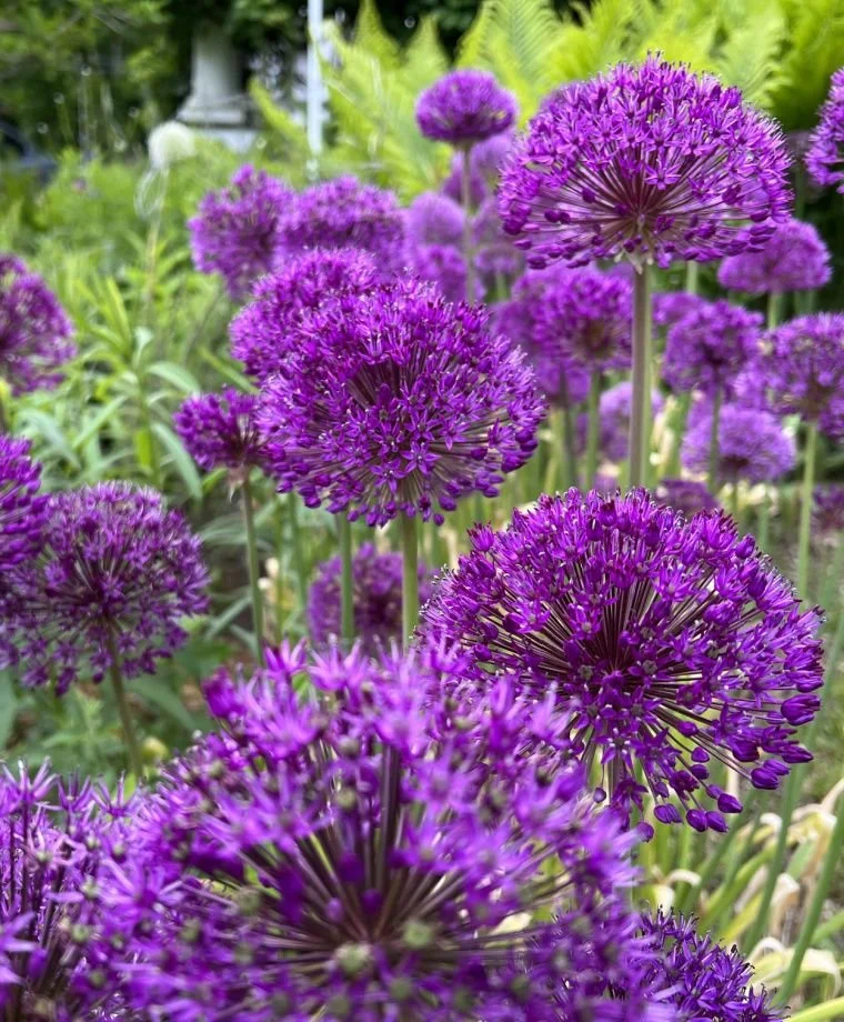 1902 Allium Purple Sensation (20 bulbs)